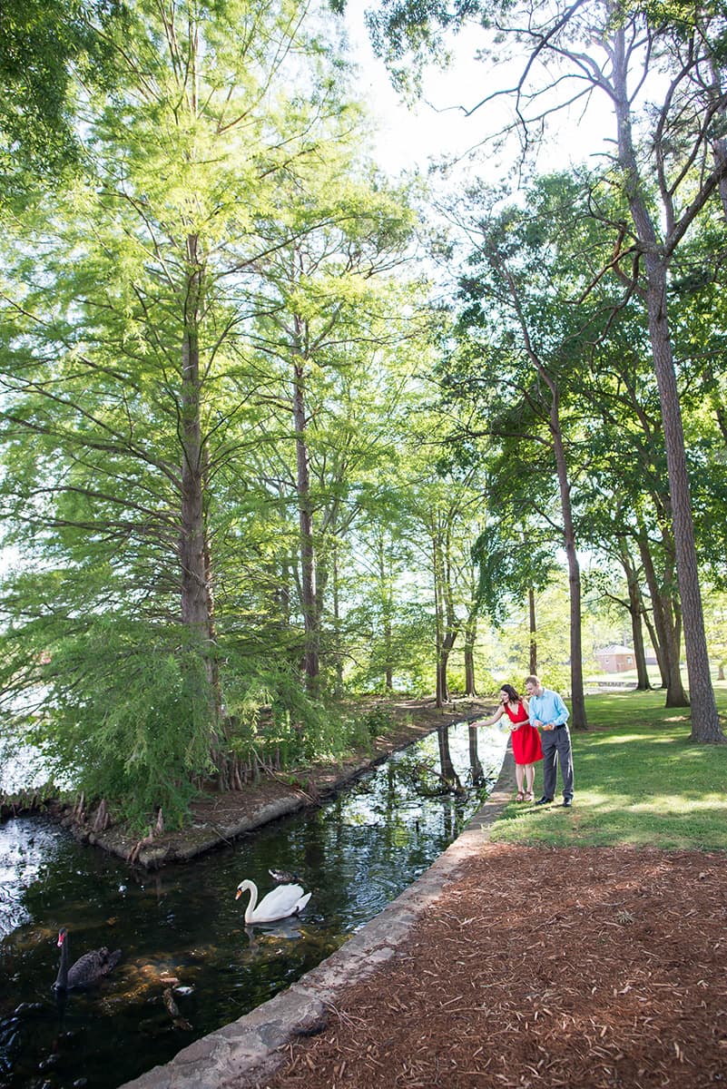 Feeding ducks and swans at Furman University for engagement pictures